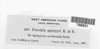 Puccinia agropyri image